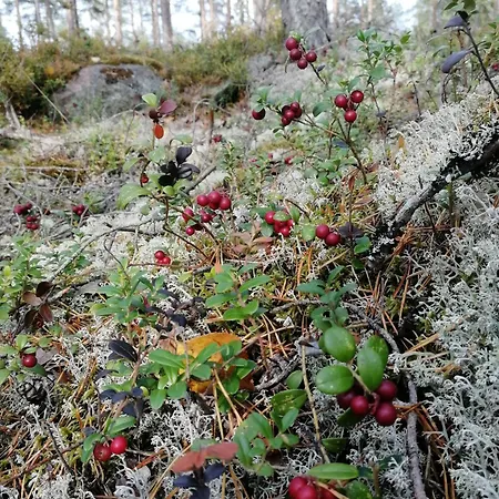 Lägenhet Rinnelehto